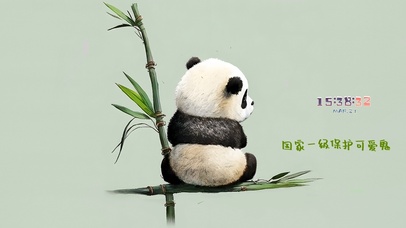 东张西望的小熊猫