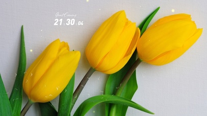 4k简约清新郁金香壁纸