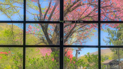 4K唯美治愈窗外樱花树林