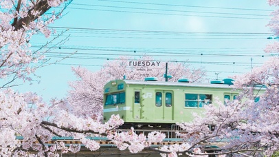 唯美治愈樱花列车（带真实时间）