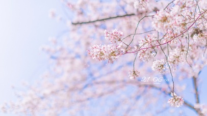 4k 唯美治愈樱花季