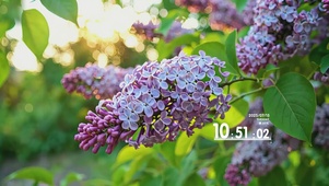 丁香花