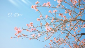 春天蓝天下的樱花