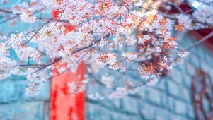 美丽的樱花