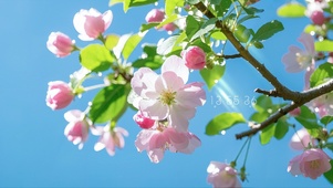 春日气息