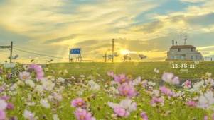 4k 唯美治愈夕阳黄昏
