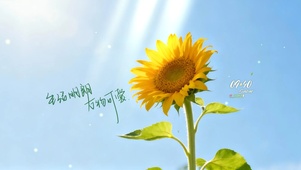 治愈向日葵桌面