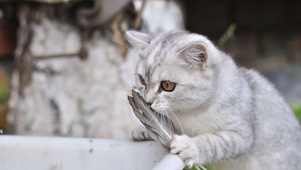 可爱的小猫咪