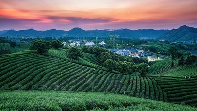 唯美治愈夕阳茶园