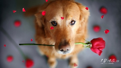 狗狗为你献上玫瑰花