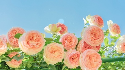 4K唯美治愈小清新月季花