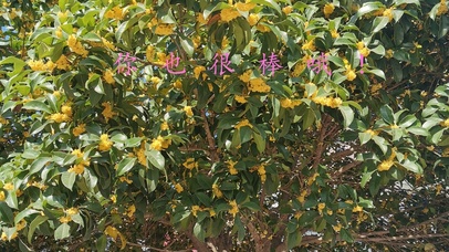 你与桂花都很香