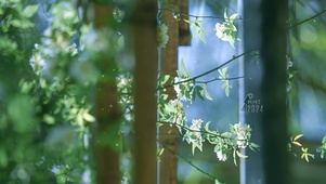 4K唯美白木香花丛