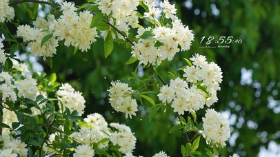 4K 唯美春天花儿开