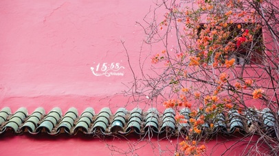 唯美爬山虎开花