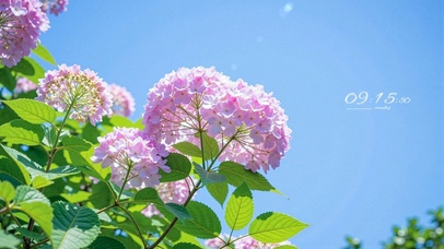 护眼蓝天绣球花