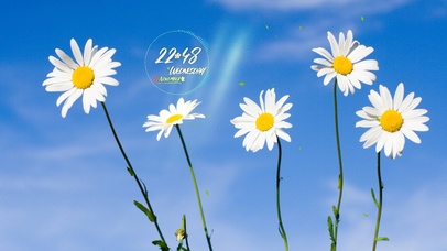 4k治愈小雏菊风景