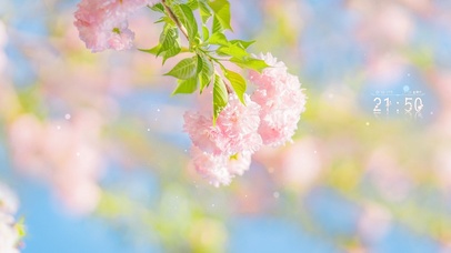 治愈清新粉嫩樱花