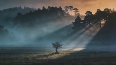 晨雾中的小树