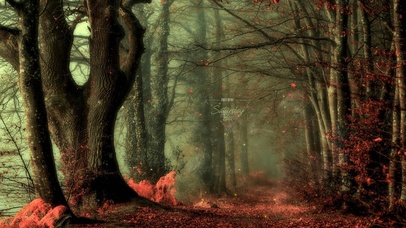 迷雾枫叶幽径小路