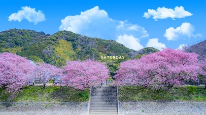 4K唯美治愈日系山下樱花