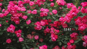 唯美的月季花