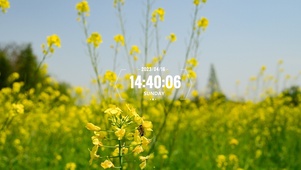 油菜花