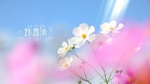 4k夏日小白花