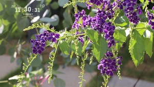 蕾丝金露花