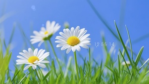 清新护眼小花