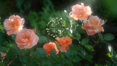 4k唯美清新娇艳蔷薇