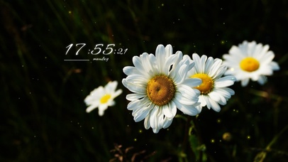 4k高清冷美小清新雏菊