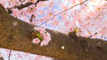 樱花树梢