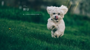 4K 7K 护眼奔跑的狗狗
