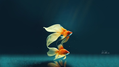 海棠金鱼 治愈风景