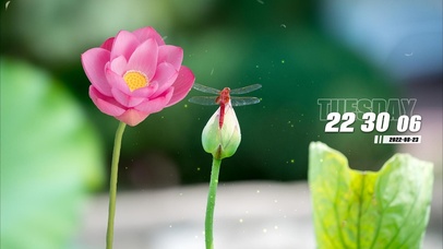 唯美莲花莲叶蜻蜓