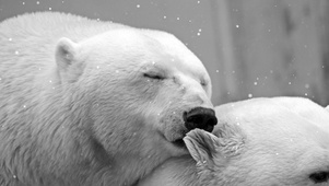 北极熊之吻
