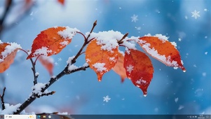 暖意护眼雪枝主题