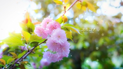 4K 春天樱花绽放