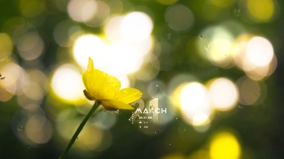 6K唯美超清治愈#雨滴屏小黄花