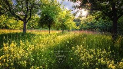 唯美春天油菜花