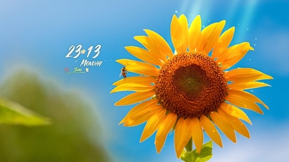 4K 蓝天清新向日葵