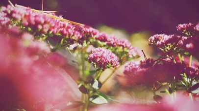 电光火石般的爱情