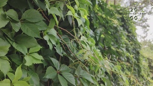 爬山虎