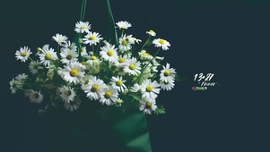 白色小邹菊