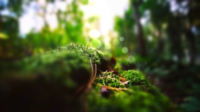 6K 超清唯美护眼治愈【绿苔】