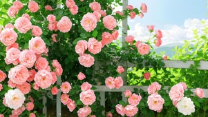 4k栏杆玫瑰花