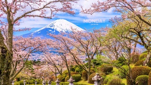 富士山下樱花