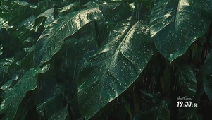 雨打芭蕉