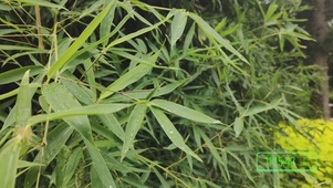 雨后竹叶